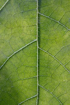 Close up macro view of veins of green leaf.