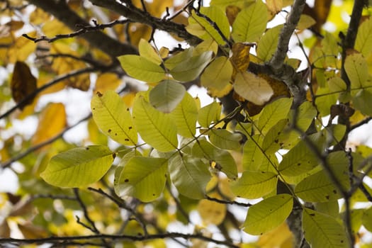 Close up view of an autumn leaf branch.
