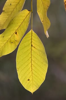 Close up view of an autumn leaf branch.