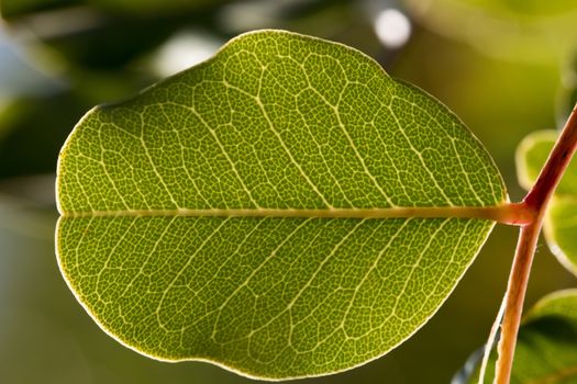 Close up macro view of veins of green leaf.