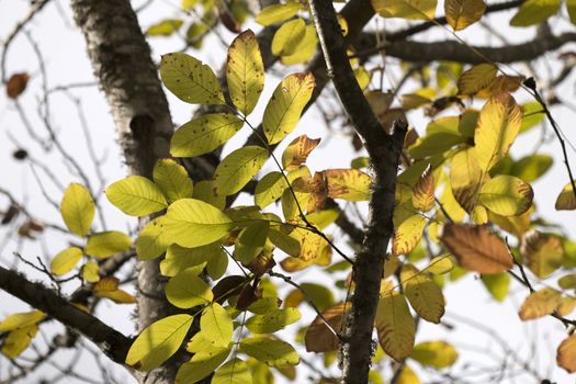 Close up view of an autumn leaf branch.