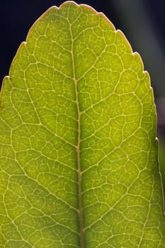 Close up macro view of veins of green leaf.