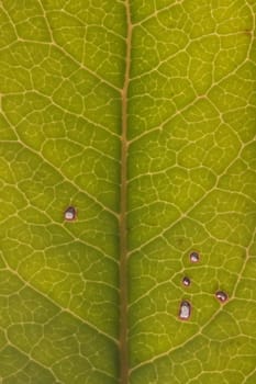 Close up macro view of veins of green leaf.