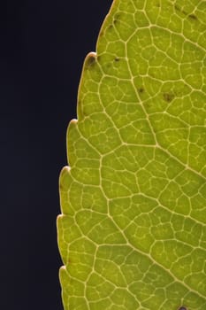 Close up macro view of veins of green leaf.