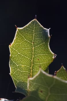 Close up macro view of veins of green leaf.