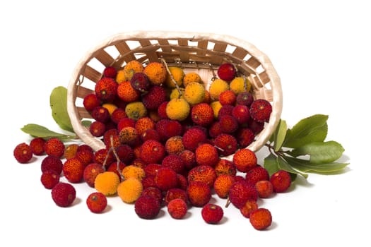 Close up view of strawberry tree (Arbutus Unedo) fruit isolated in white background.