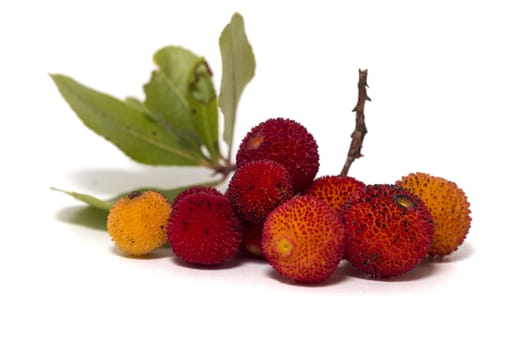 Close up view of strawberry tree (Arbutus Unedo) fruit isolated in white background.