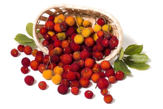 Close up view of strawberry tree (Arbutus Unedo) fruit isolated in white background.