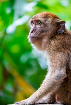 close-up portrait of a monkey in the park outdoors