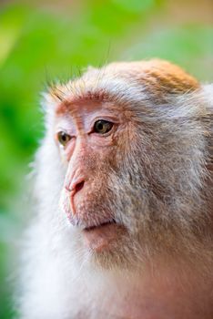 Monkey face close-up on nature background