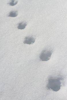 Steps in snow