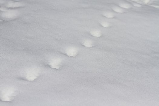 Steps in snow