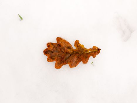 single brown close up fallen oak leaf whole on white snow background floor nature; essex; england; uk