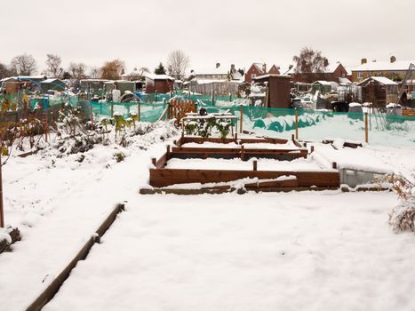 view of allotment covered in snow in winter; essex; england; uk