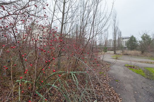 Rose hips in central square in overgrown ghost city Pripyat near Chernobyl nuclear power plant in Ukraine.