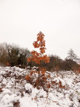 red brown dead tree leafs winter autumn december with snow around; essex; england; uk