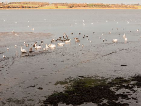 swans, geese, birds, ducks seaside animals tide out coast landscape sand mud mudflat; essex; england; uk