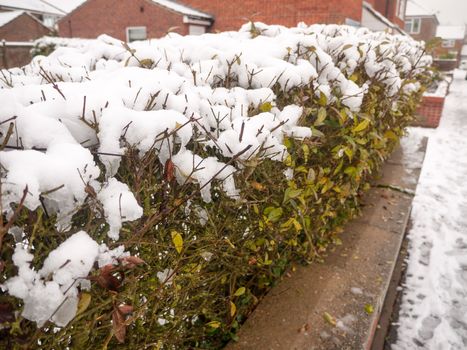 snow on top of hedge green plants behind wall winter; essex; england; uk