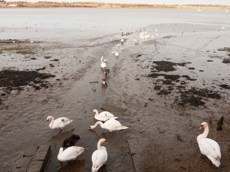 swans, geese, birds, ducks seaside animals tide out coast landscape sand mud mudflat; essex; england; uk