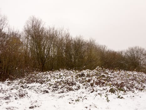 bare tree branches winter scene nature landscape outside snow; essex; england; uk