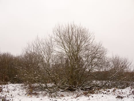 bare tree branches winter scene nature landscape outside snow; essex; england; uk