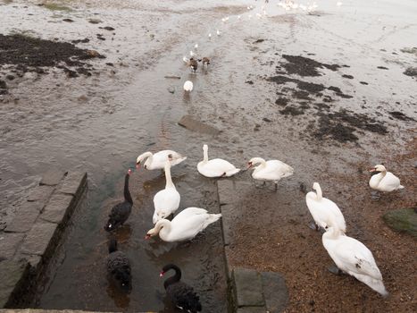 swans, geese, birds, ducks seaside animals tide out coast landscape sand mud mudflat; essex; england; uk