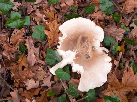 large white capped mushroom on forest floor autumn; essex; england; uk