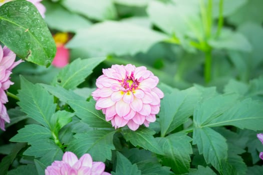 The background image of the colorful flowers, background nature