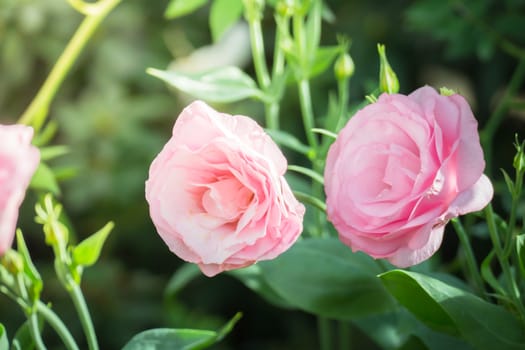 The background image of the colorful flowers, background nature