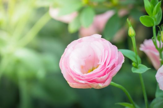 The background image of the colorful flowers, background nature