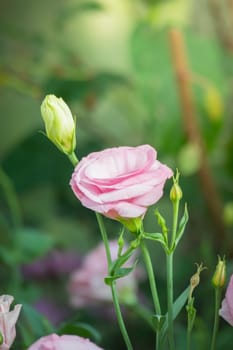 The background image of the colorful flowers, background nature