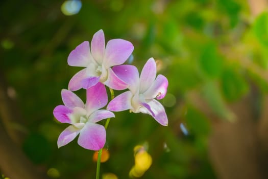 The background image of the colorful flowers, background nature