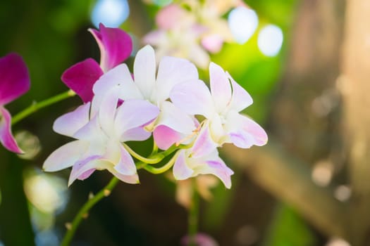 The background image of the colorful flowers, background nature