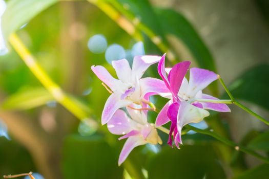 The background image of the colorful flowers, background nature