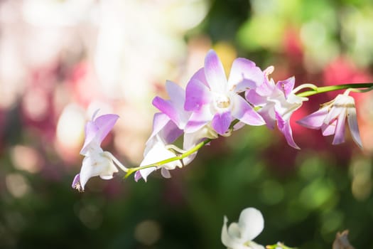 The background image of the colorful flowers, background nature