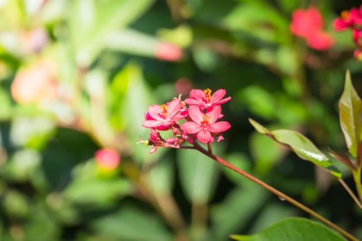 The background image of the colorful flowers, background nature