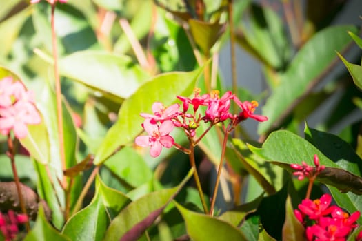 The background image of the colorful flowers, background nature