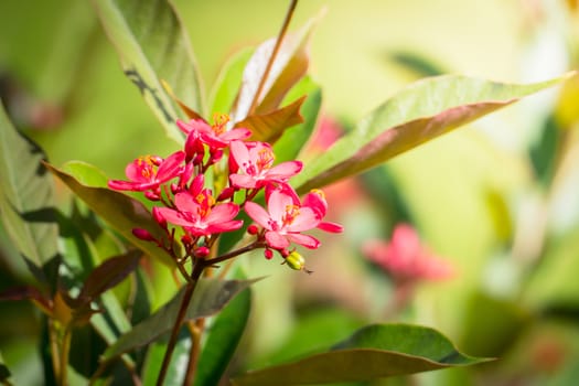 The background image of the colorful flowers, background nature