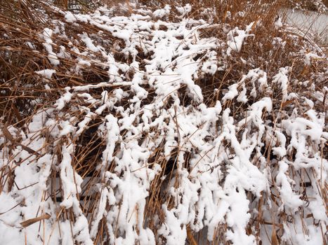 outside lake reeds covered in snow winter december background; essex; england; uk