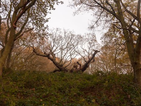 old knobbley famous oak tree furze hills mistley forest big tree branches bare autumn; essex; england; uk