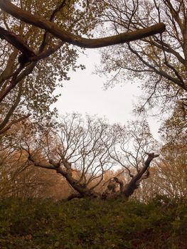 old knobbley famous oak tree furze hills mistley forest big tree branches bare autumn; essex; england; uk