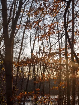 autumn sunset light through forest trees scene beauty landscape close up branches; essex; england; uk