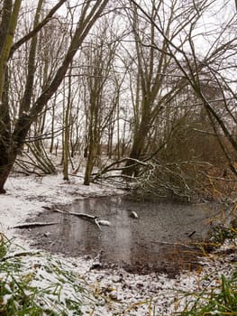 winter forest edge of lake background landscape scene december; essex; england; uk