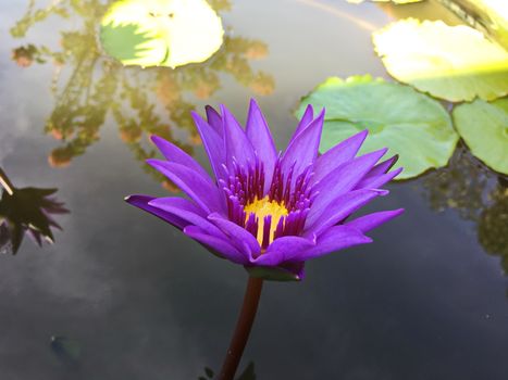 Beautiful lotus flower in garden. lotus flower background. lotus flower texture. Lovely lotus.