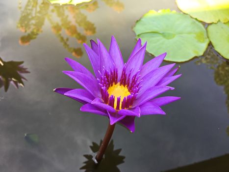 Beautiful lotus flower in garden. lotus flower background. lotus flower texture. Lovely lotus.