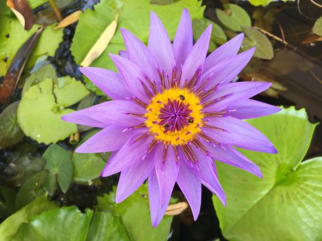 Lotus flower blooming purple in the garden