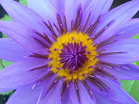 Lotus flower blooming purple in the garden