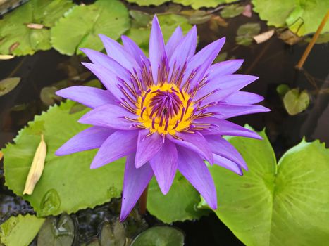 Lotus flower blooming purple in the garden