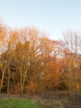 autumn forest trees golden orange bare branches background clear sky; essex; england; uk