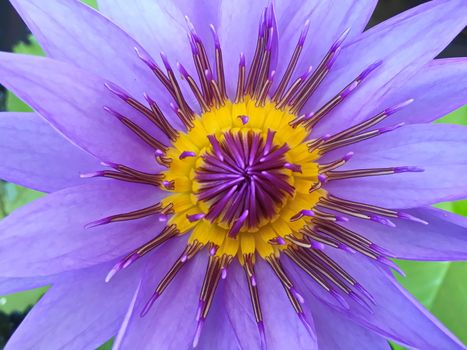 Lotus flower blooming purple in the garden